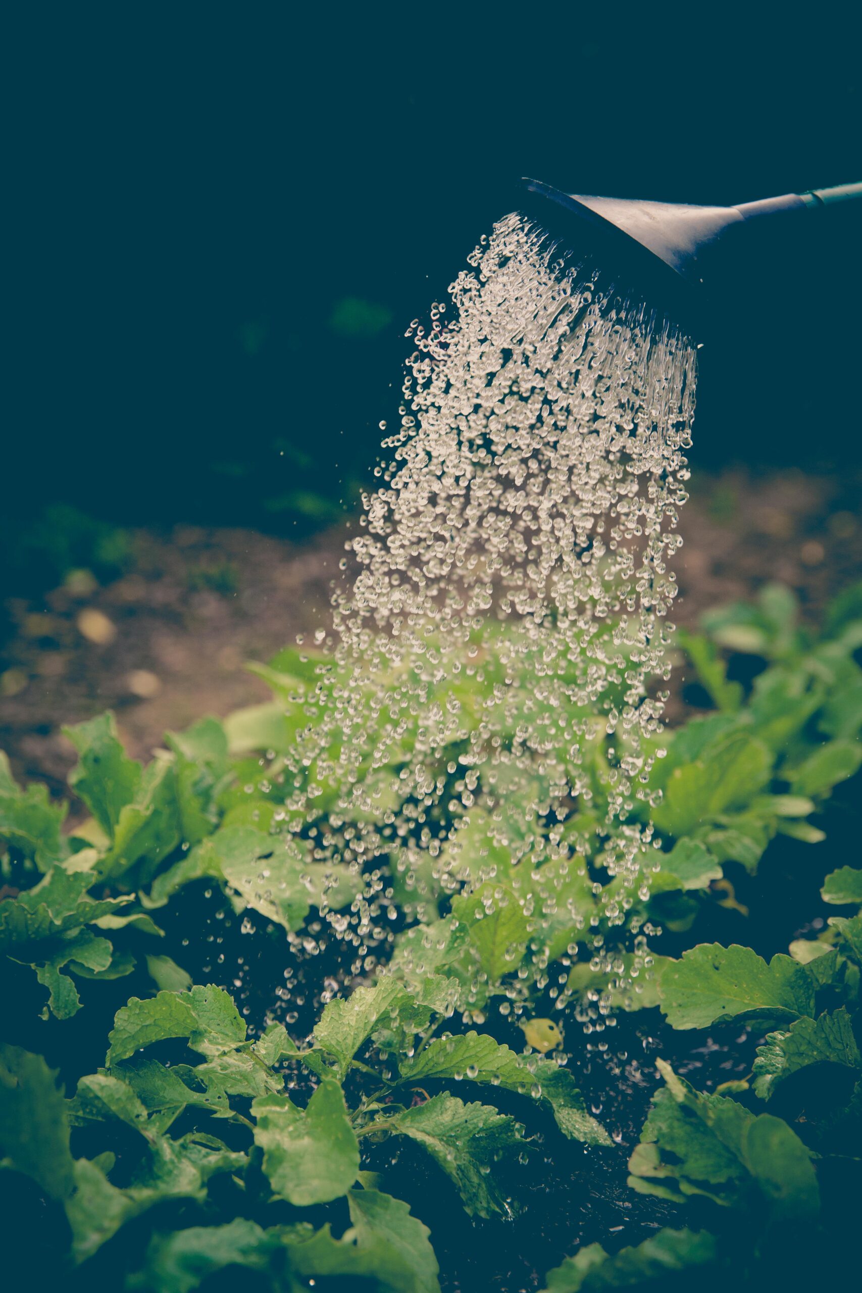 About Watering can pouring water over green leafy plants in a garden.